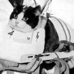 Фелисетт: как парижская бездомная кошка стала единственным котом в космосе