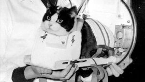 Фелисетт: как парижская бездомная кошка стала единственным котом в космосе