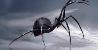 Огромный паук-мутант с Украины