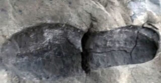 Кто наследил 480 миллионов лет назад? В Индии найдена цепочка следов от раскалённых ботинок